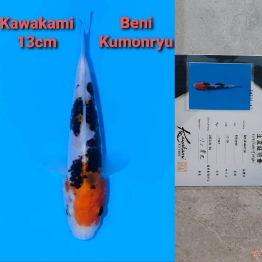 KAWAKAMI BENI KUMONRYU