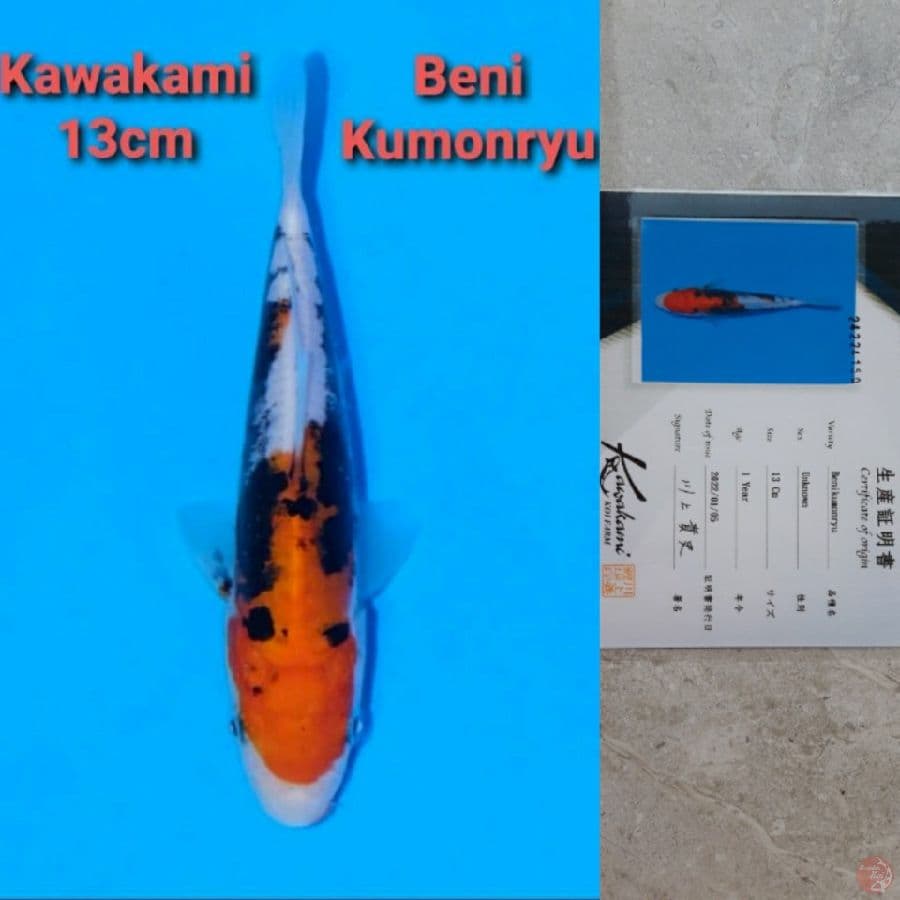 KAWAKAMI BENI KUMONRYU
