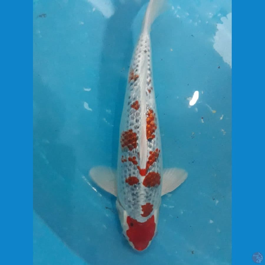 Kujaku Ginrin, 36cm, Jantan