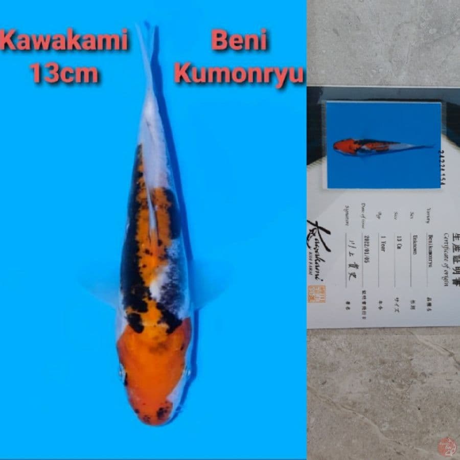 KAWAKAMI BENI KUMONRYU