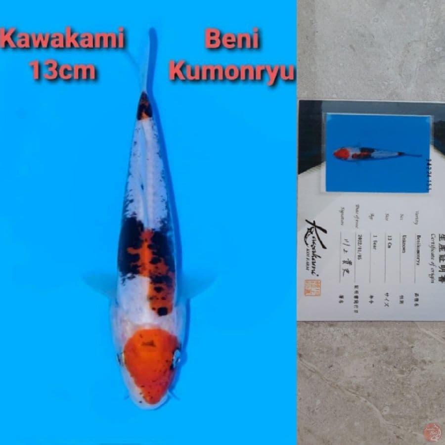KAWAKAMI BENI KUMONRYU