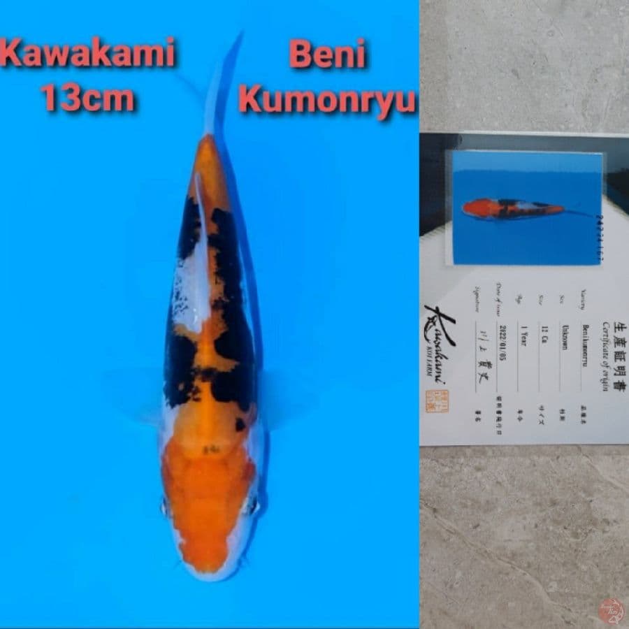 KAWAKAMI BENI KUMONRYU