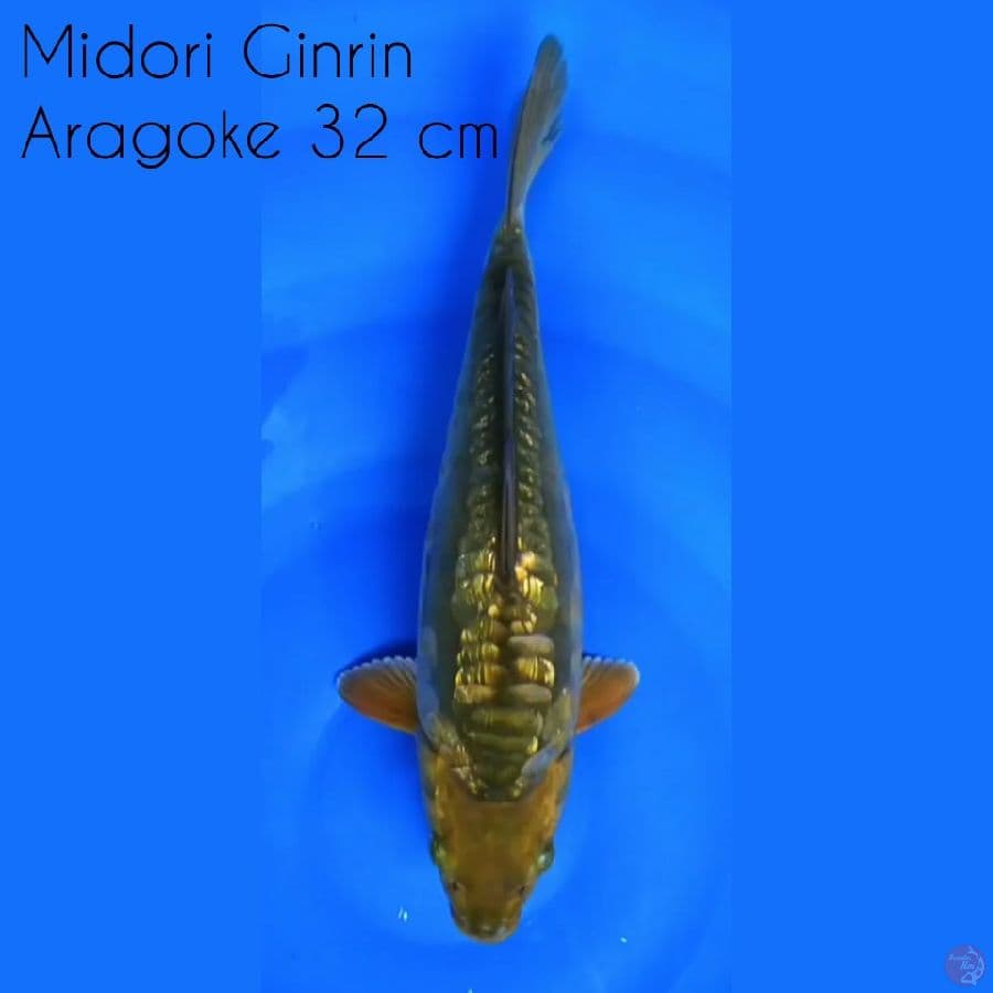 Midori Aragoke Ginrin 32 cm