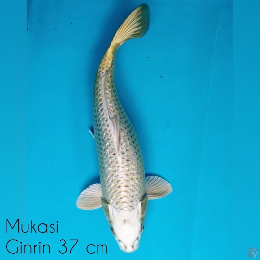 Mukasi Ginrin 37 cm