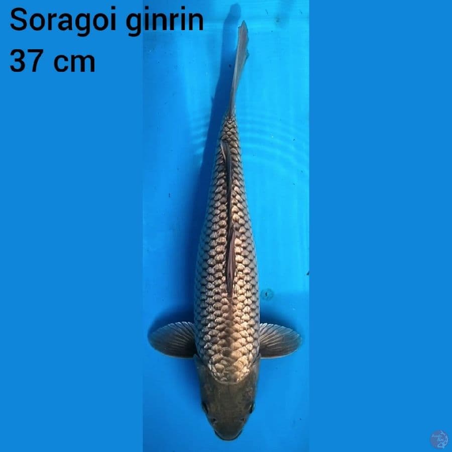Soragoi Ginrin 37 cm