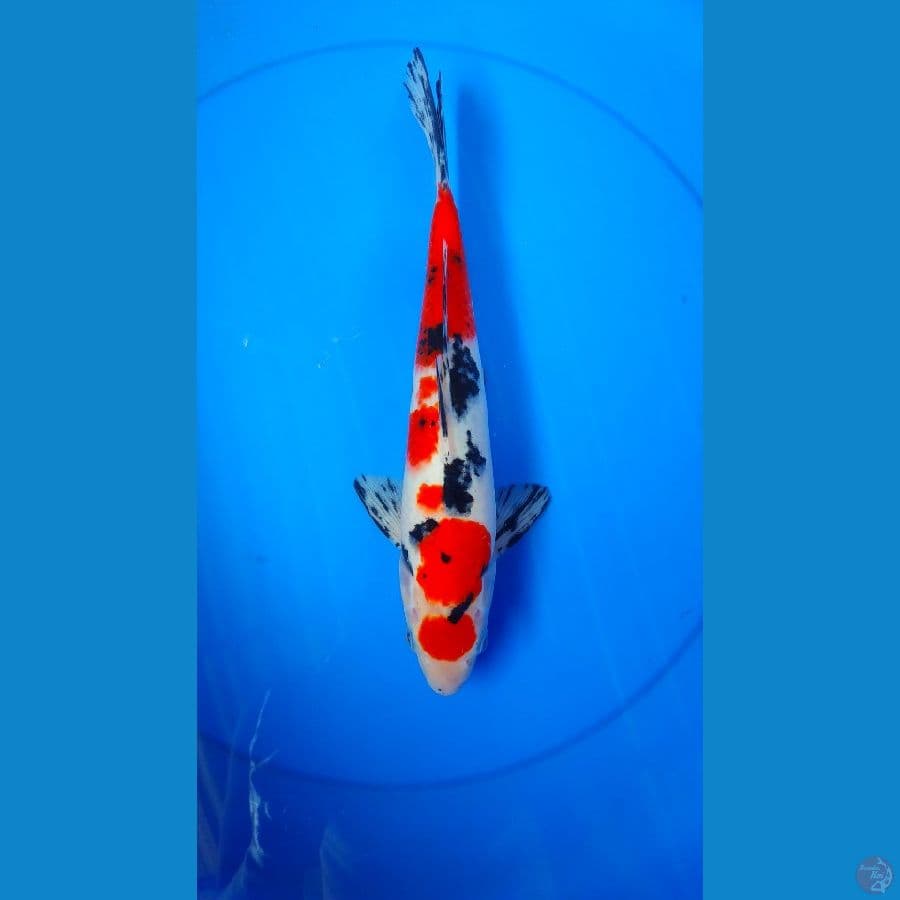 maruten sanke 31cm male