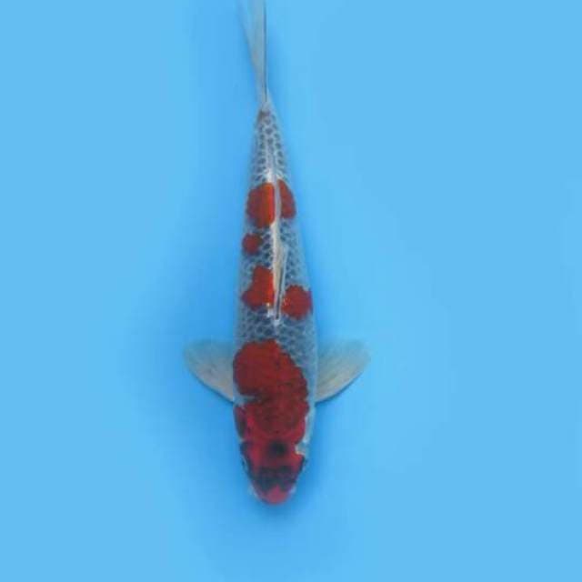 33cm Male Tosai - F1 Goshiki Original