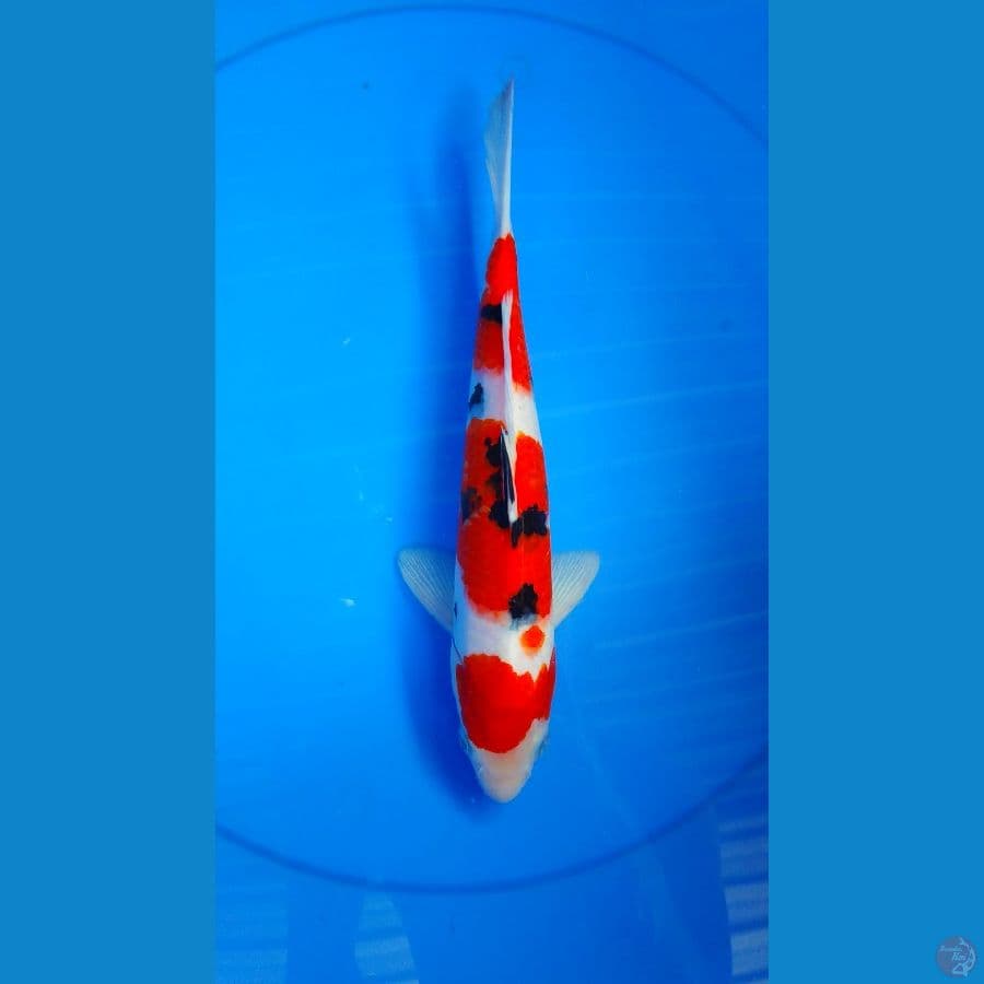 sandan sanke 30cm male
