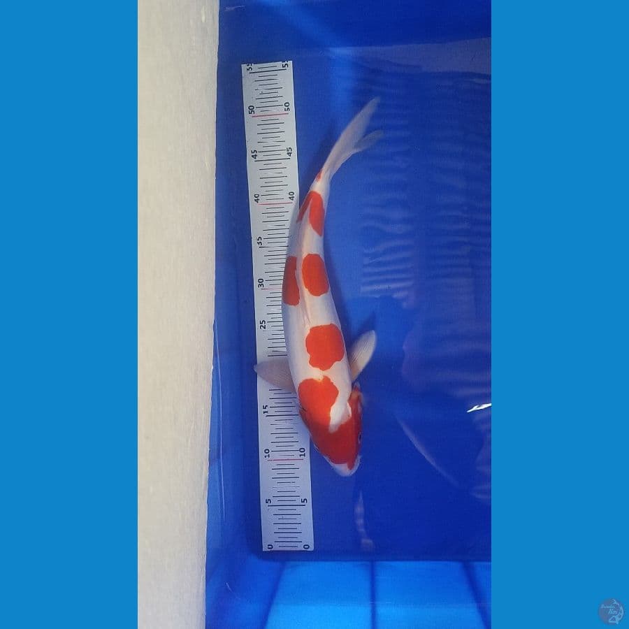 kohaku doitsu ...male 40 cm