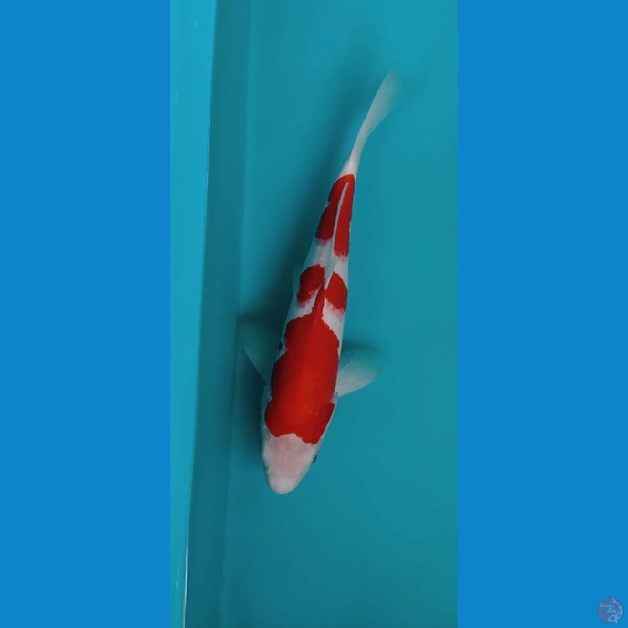 kohaku