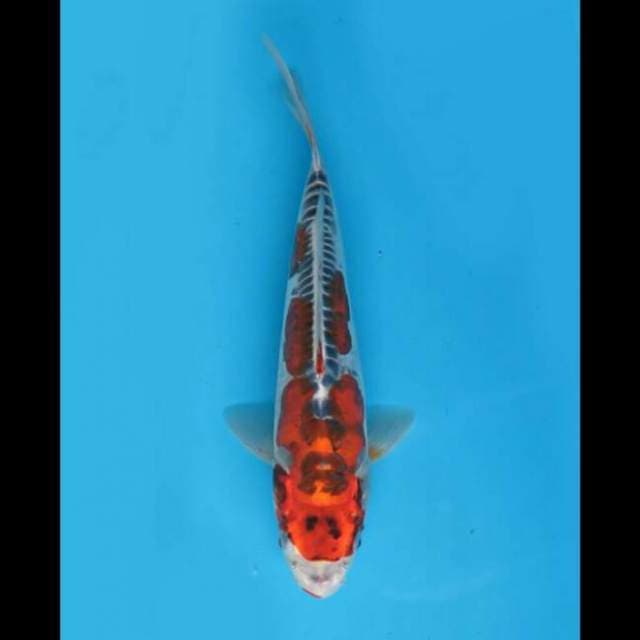 30cm Male - F1 Beni Kikoryu Sq