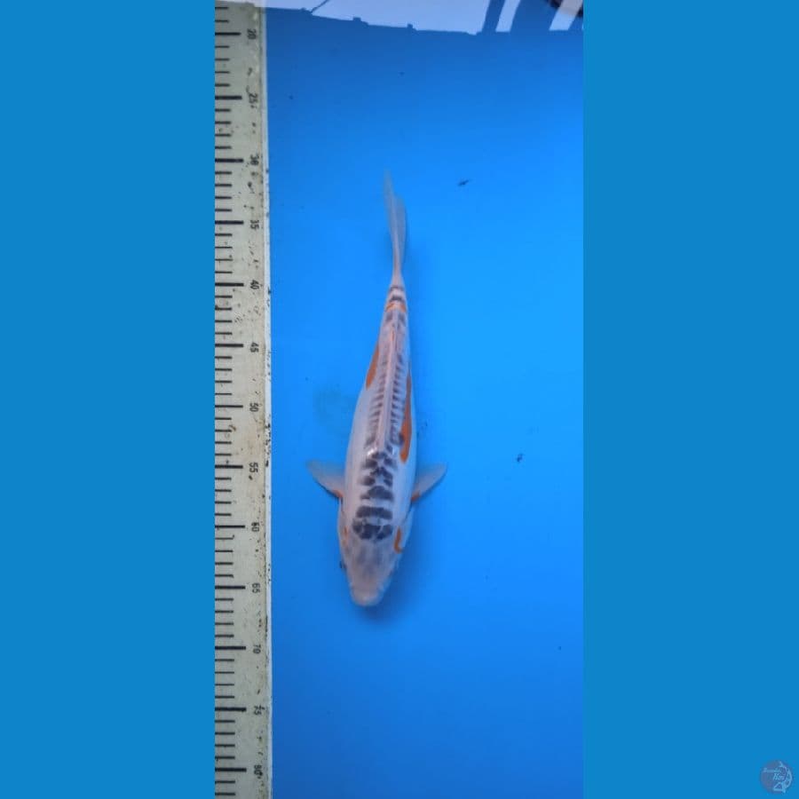 shusui 33 cm