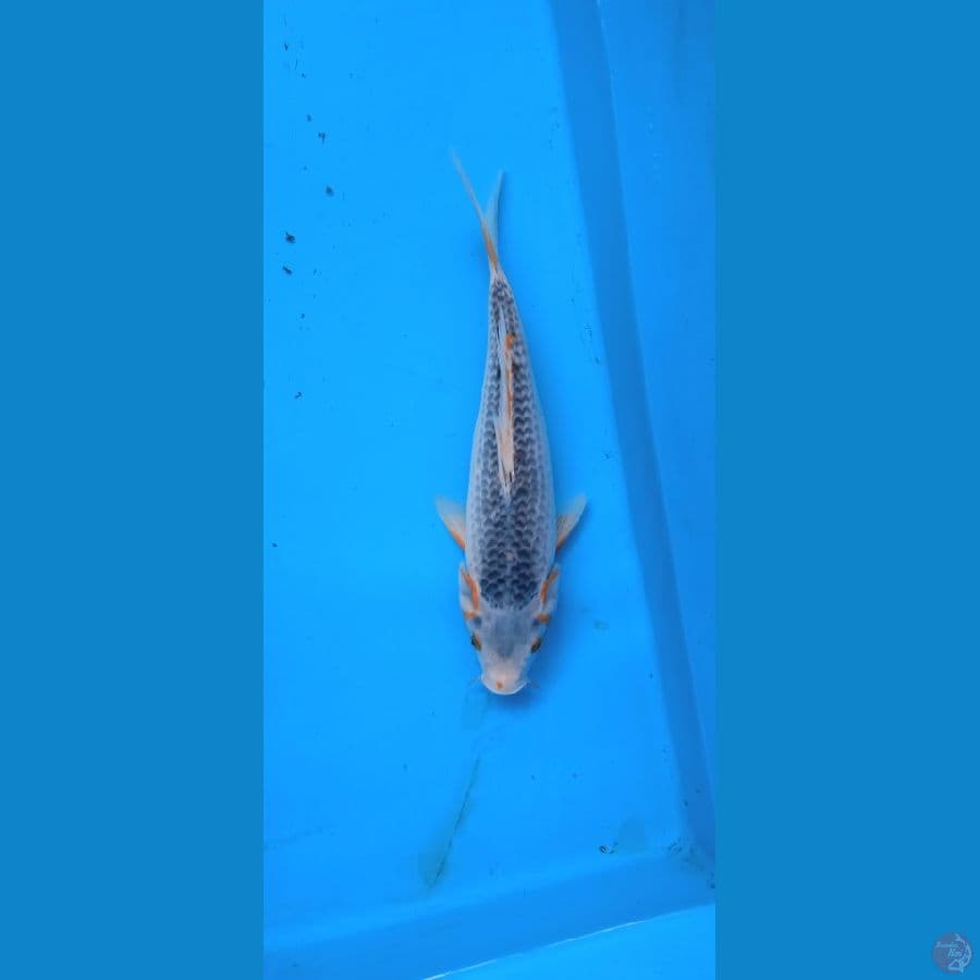 asagi 30 cm