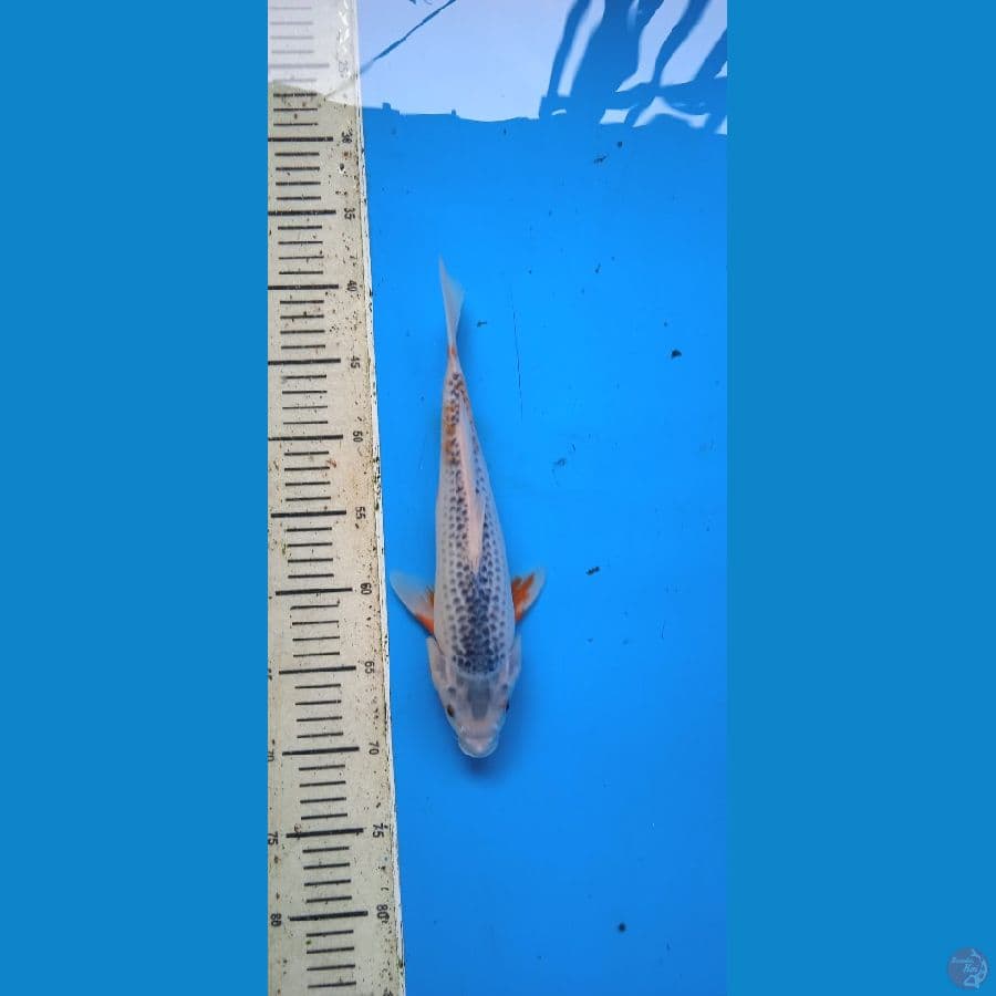 asagi 30 cm