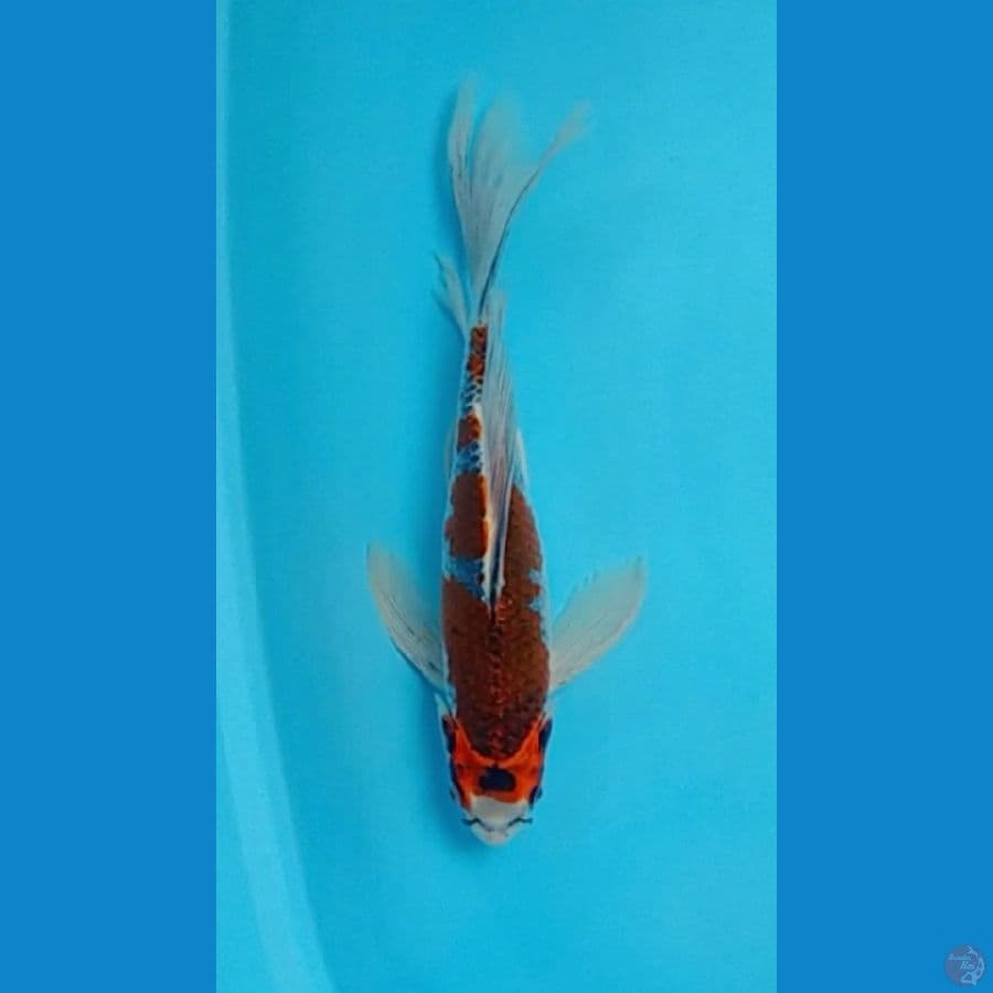 Kumpay Gosiki ..32cm // female
