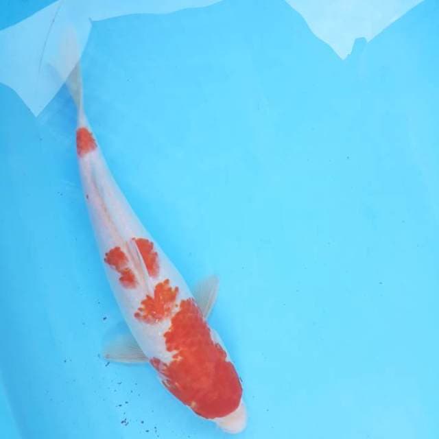 Kohaku 33 cm