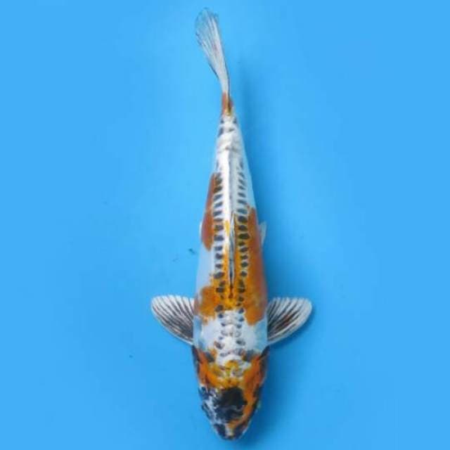 32cm Female Tosai - Beni Kinkikoryu