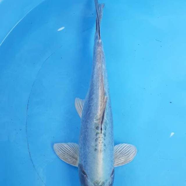 Kiko klasik 35 cm