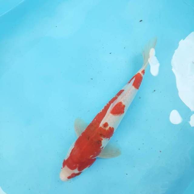 Koromo 35 cm