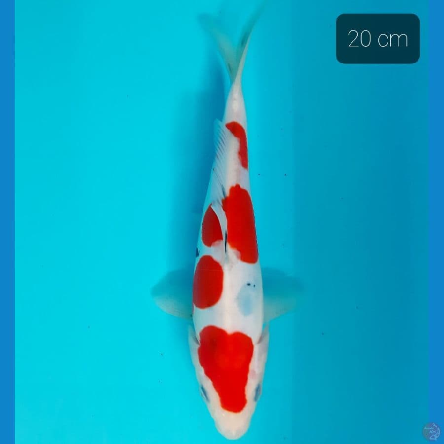 sanke doit 20 cm