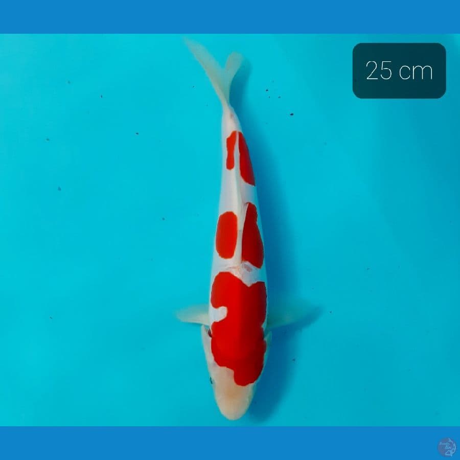 kohaku doit 25 cm