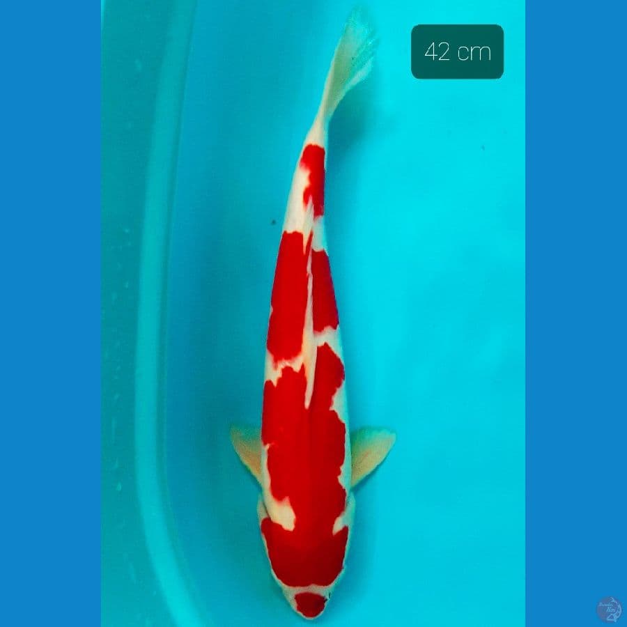 kohaku strong jantan 42 cm