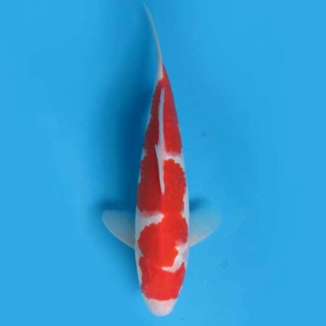 30cm Male Tosai - F1 Kohaku Inazuma Original