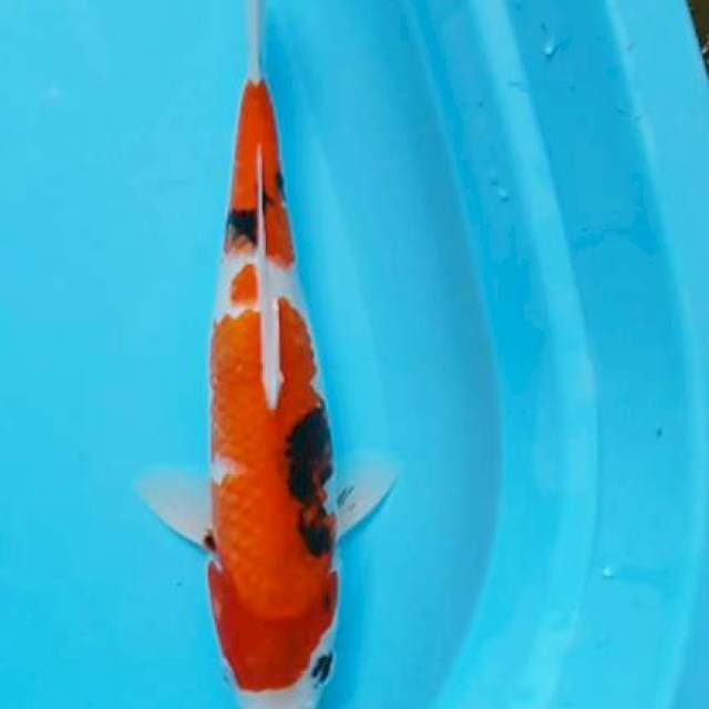 Showa 35cm