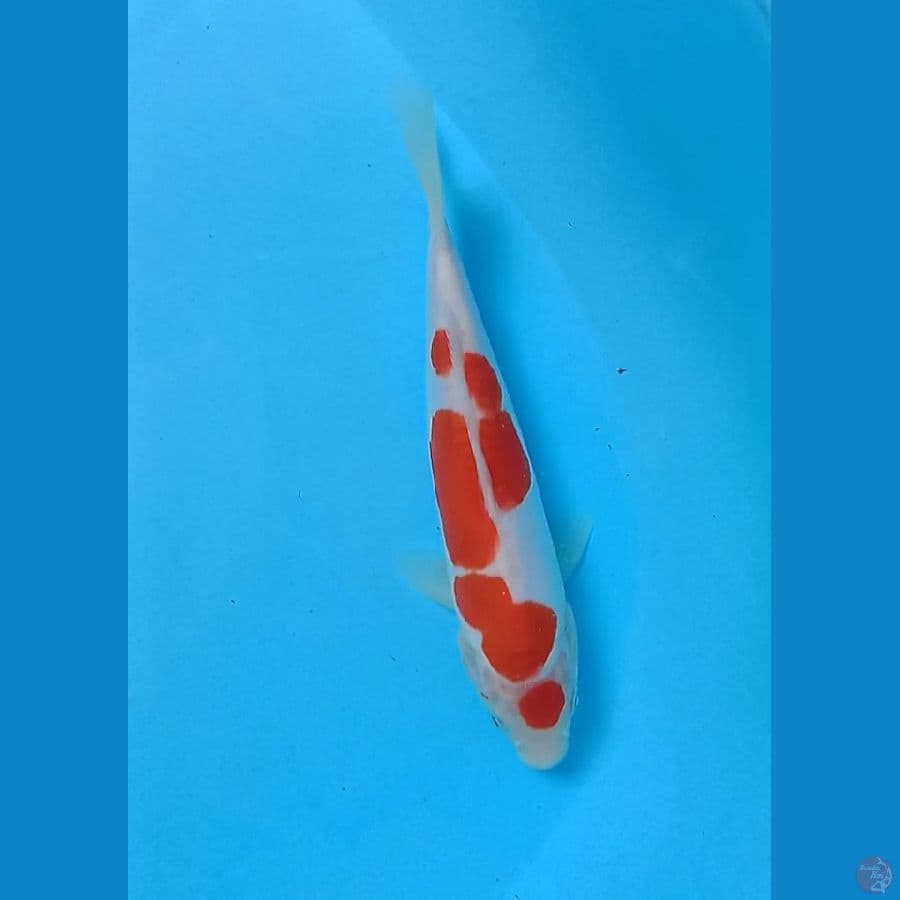 Kohaku Doitsu