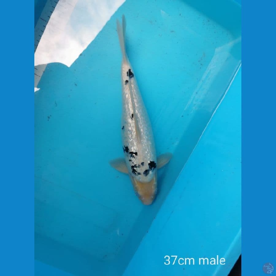 Shiro Ginrin padat 37 cm