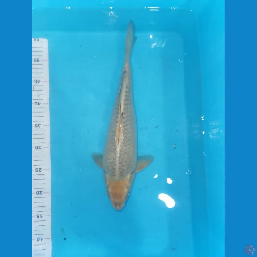Soragoi 38 cm