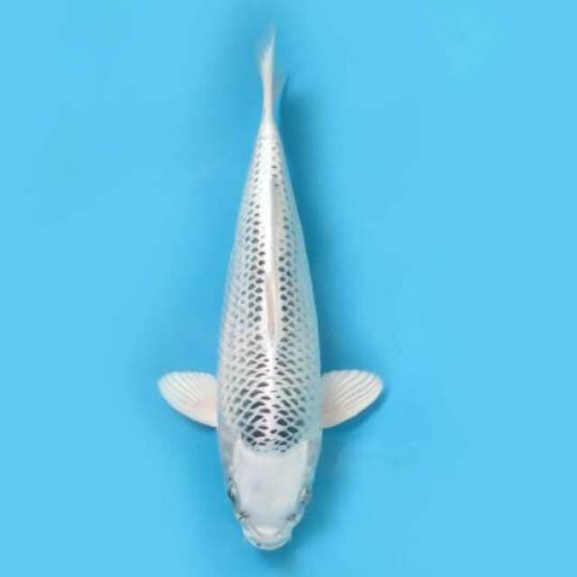 30cm Female Tosai - Gin Matsuba Bersih