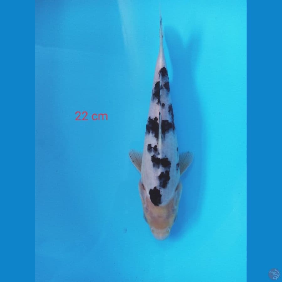 bekko
