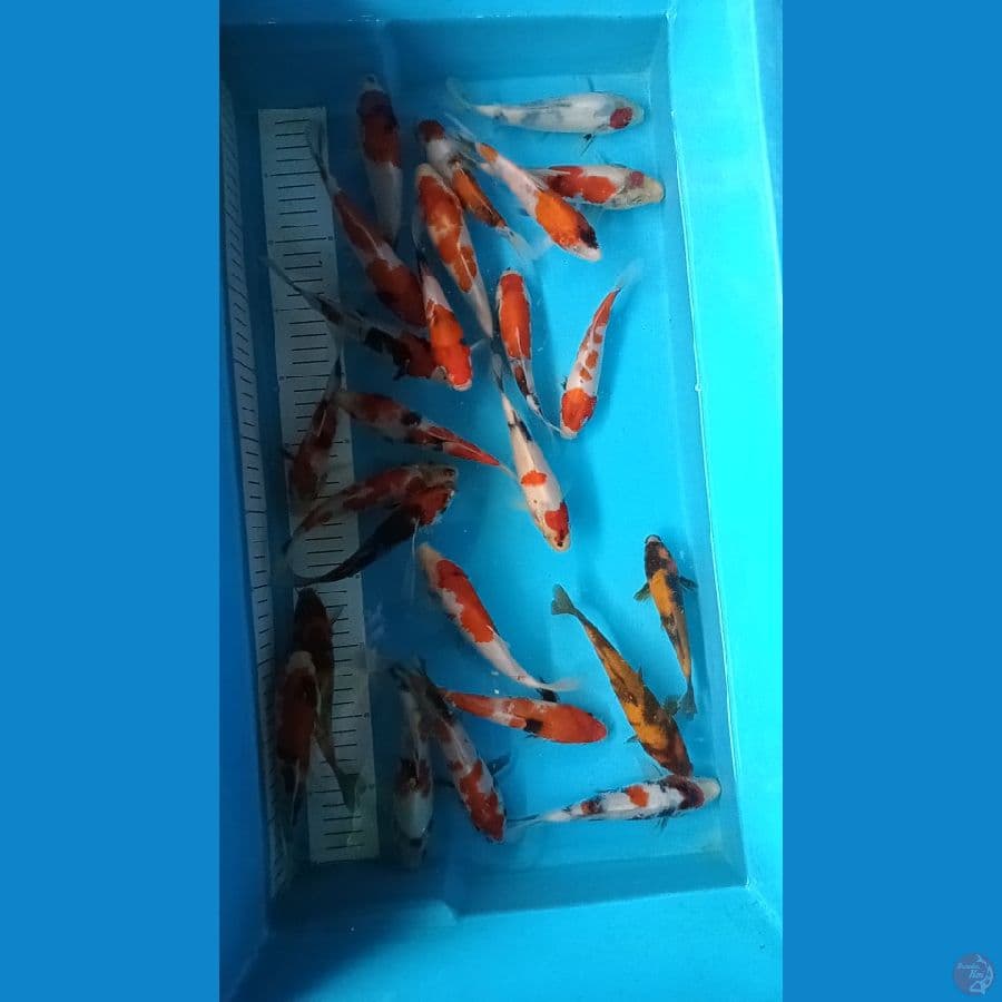 paket showa 25 ekor 15 18 cm