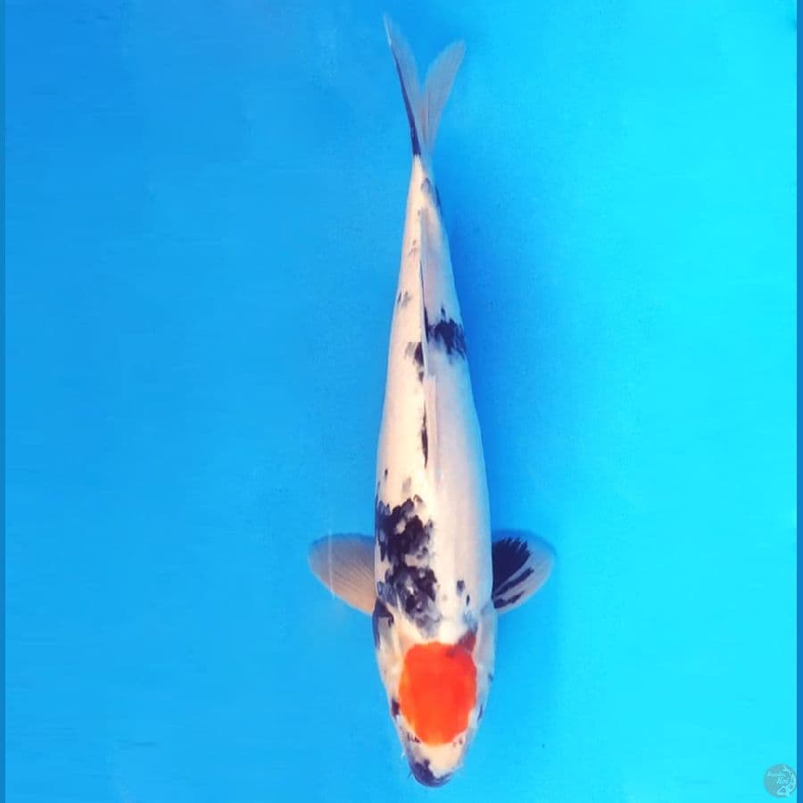 7.TANCHO SHOWA 36 CM - ML