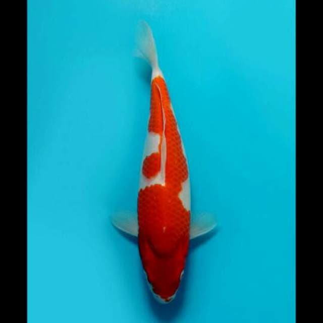 35cm Female Tosai - F1 Kohaku Bulky