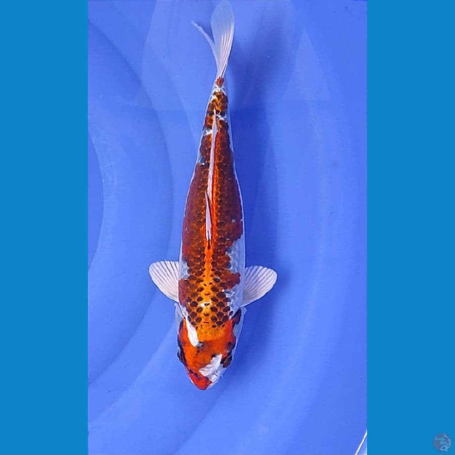 Kujaku 30cm