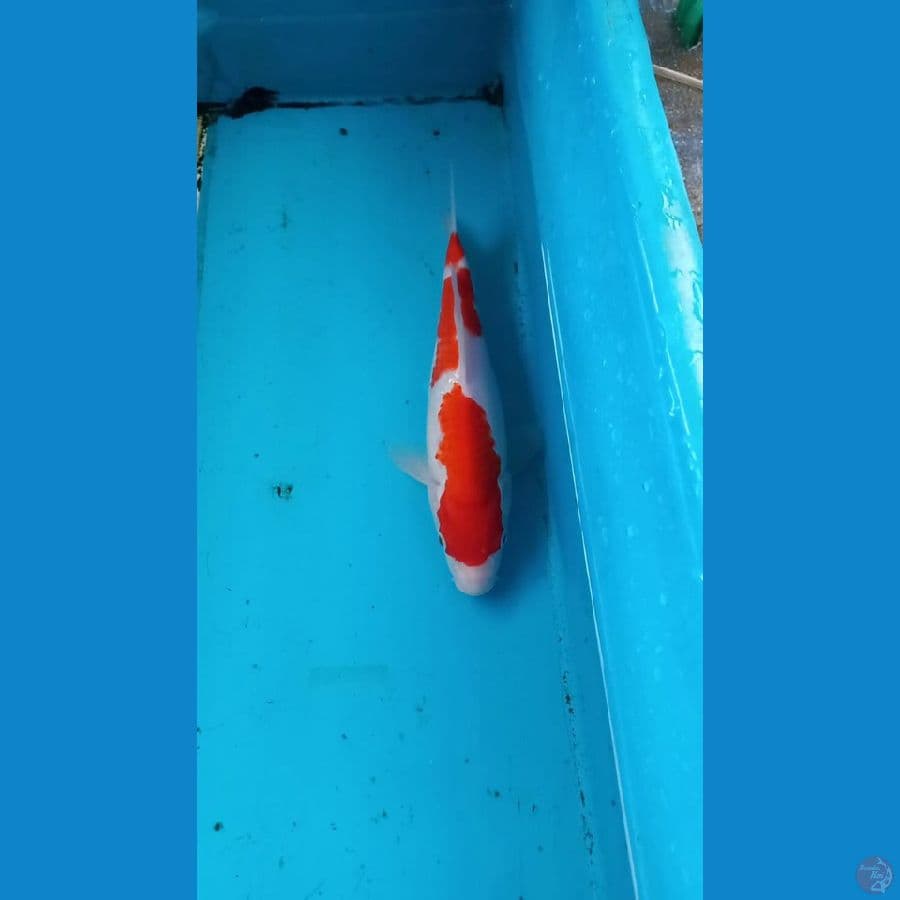 Kohaku 25cm male