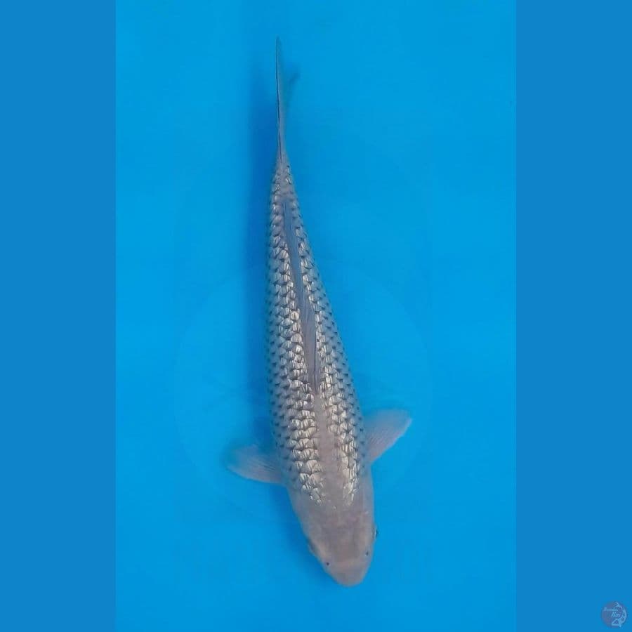 Soragoi ginrin punuk