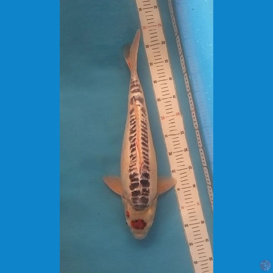 54cm, Jumbo Tancho Goshiki Doitsu Original (F)