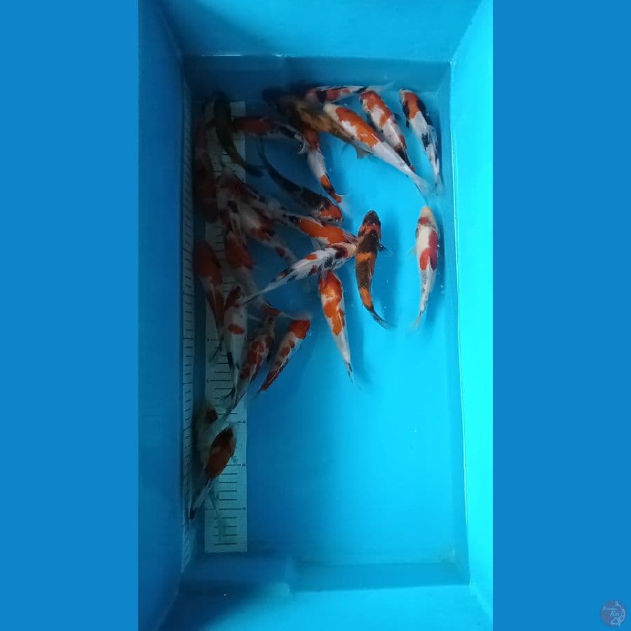 bibitan showa 25 ekor 14 15 cn