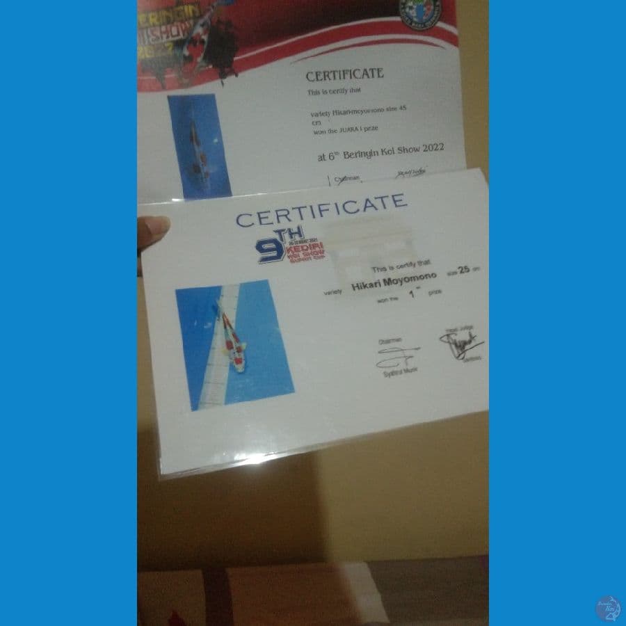 hikarimoyomono juara