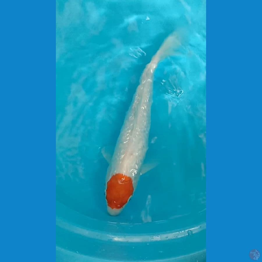 tanco kohaku ginrin 31 cm
