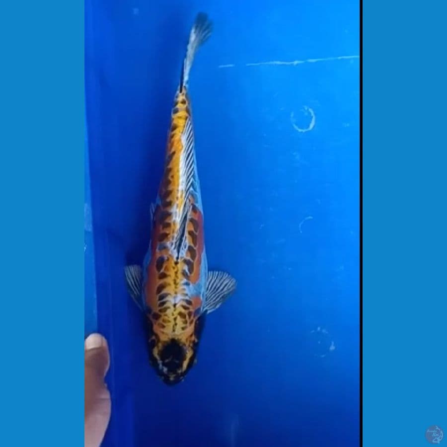 kikoriu 35 cm