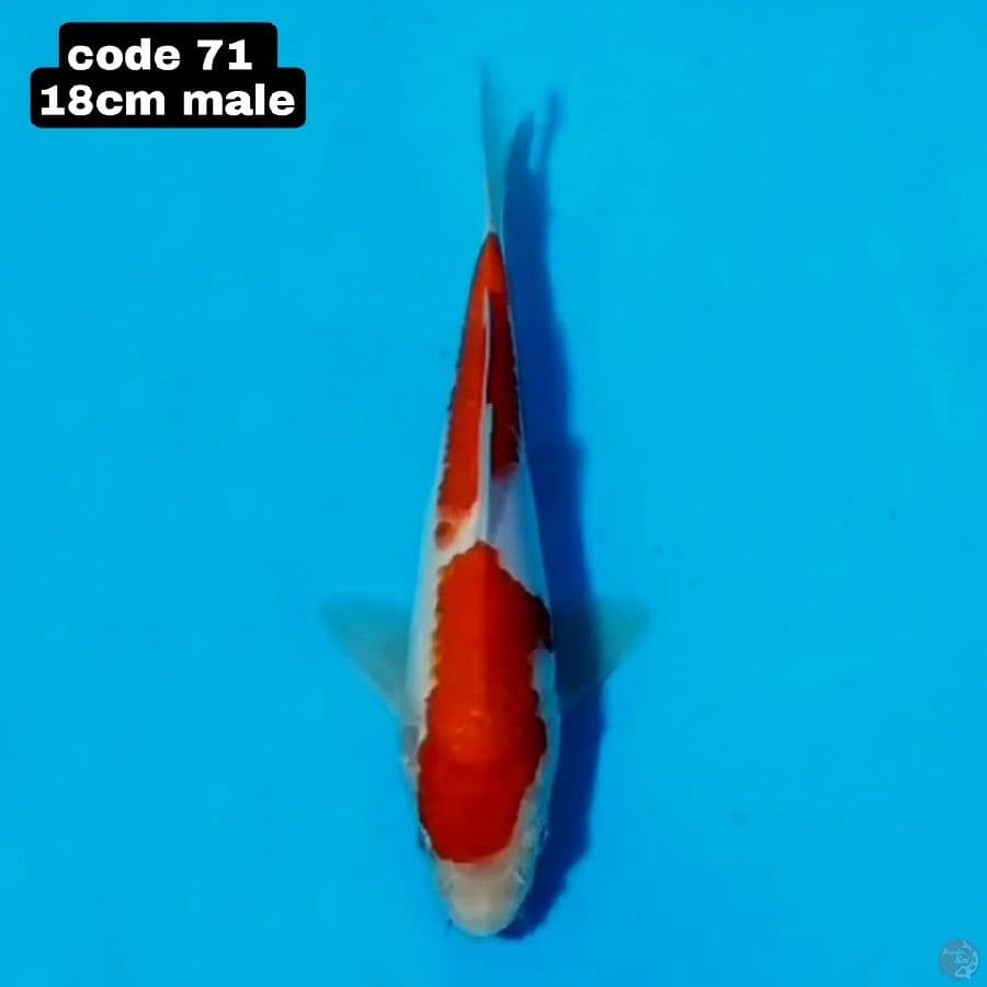 kohaku
