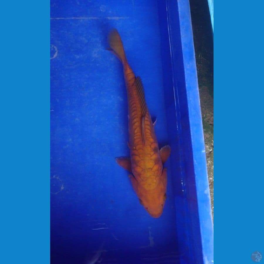cagoi pekat aragoke 31 cm