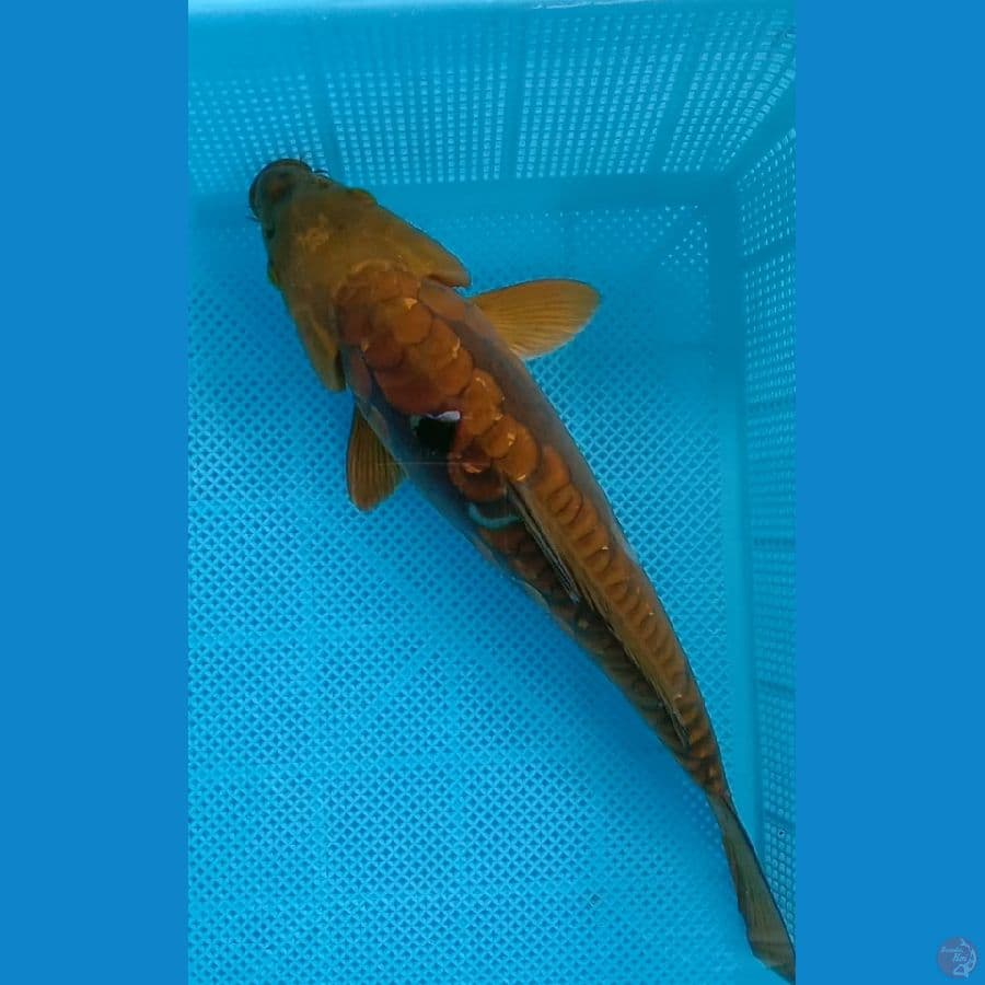 cagoi doitshu 34 cm