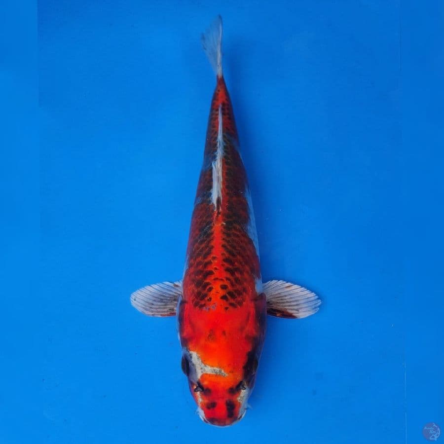 Genjiro Kujaku