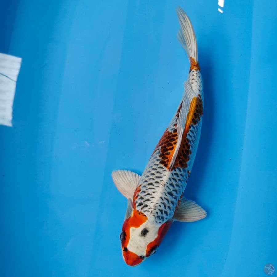kijaku 39cm