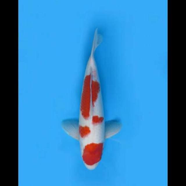 44cm Female Nisai - F1 Kohaku Good Body Jumbo